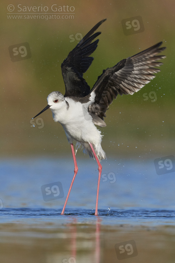 Black-winged Stilt, adult taking off from the water
